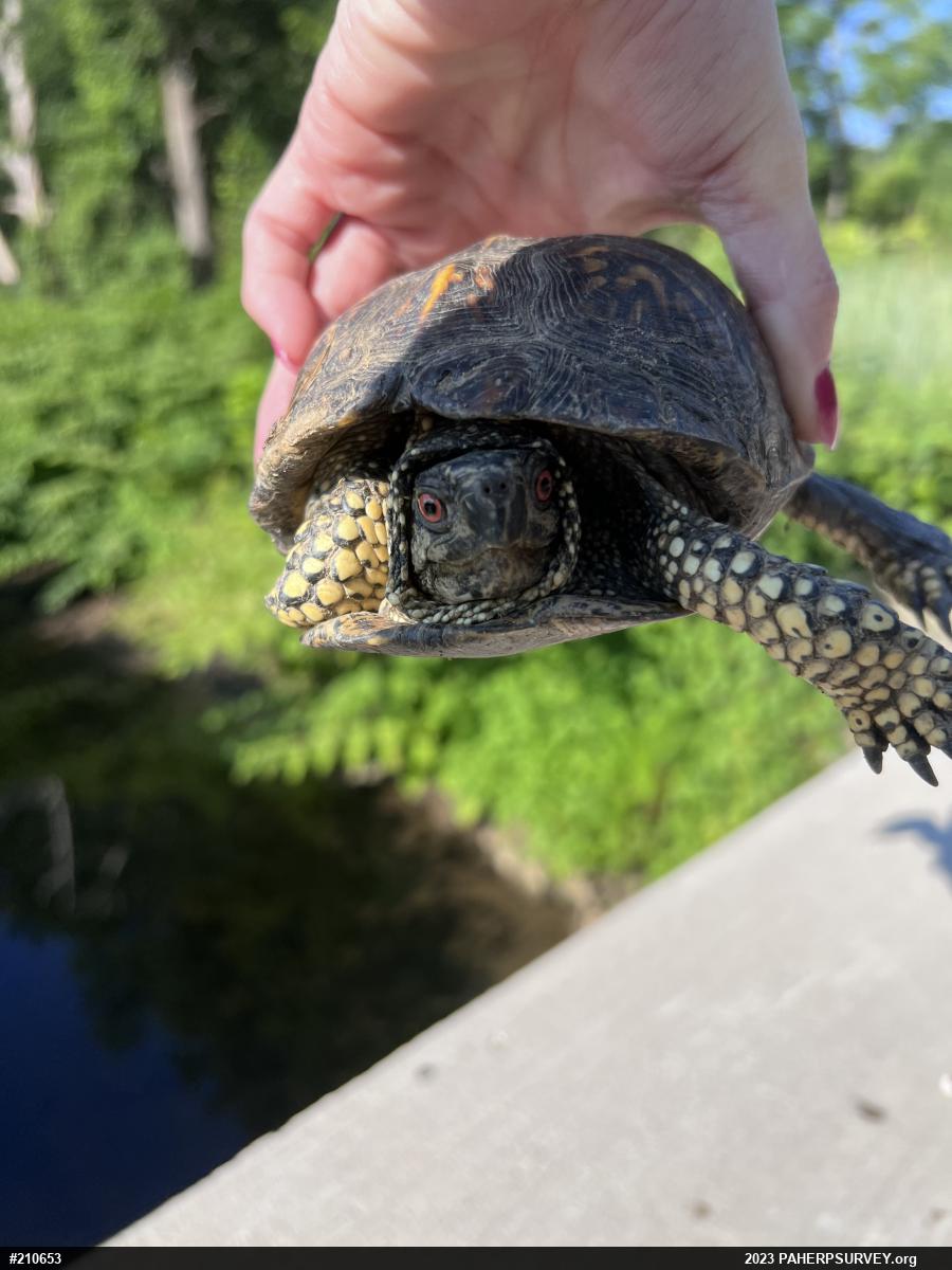 Eastern Box Turtle