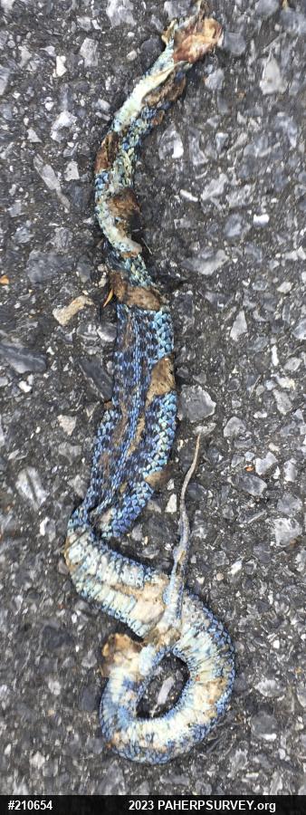 Eastern Gartersnake