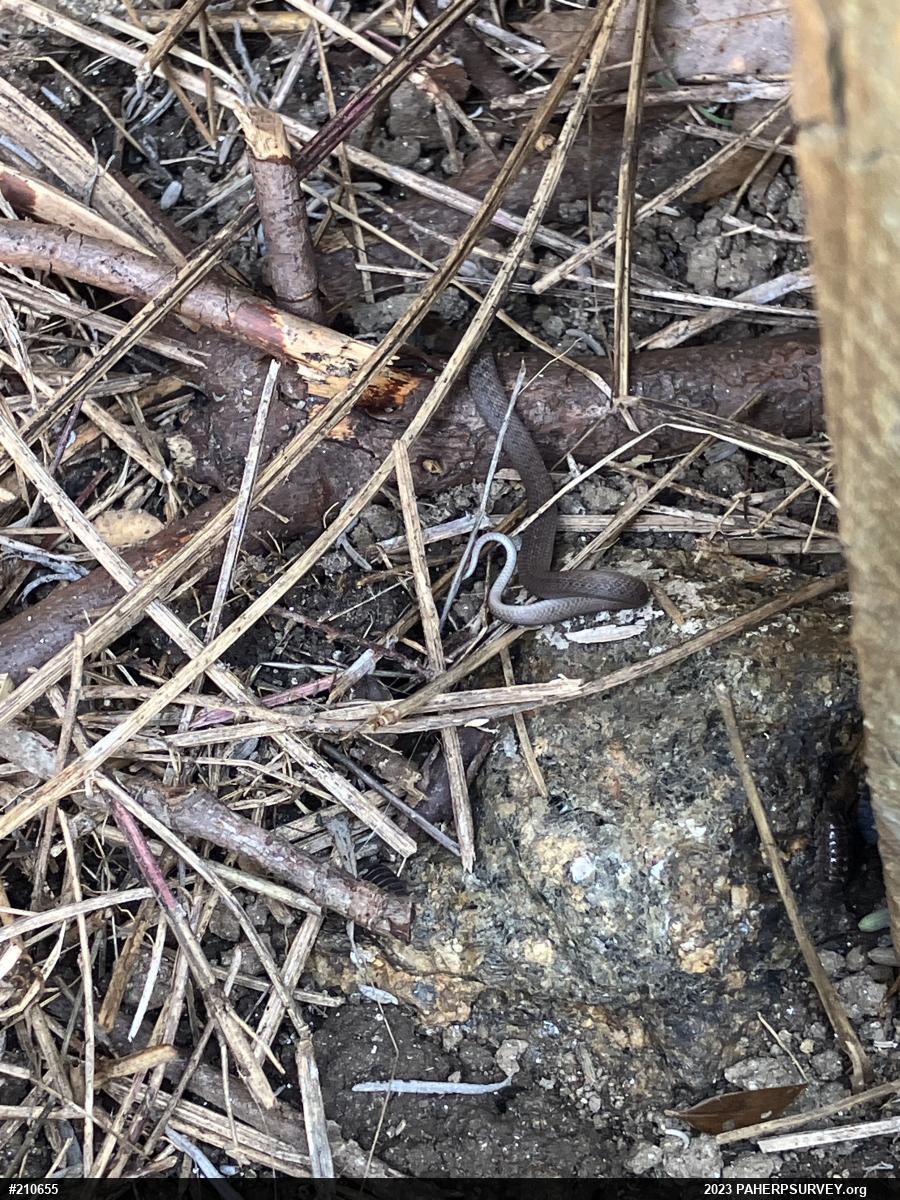 Dekay's Brownsnake