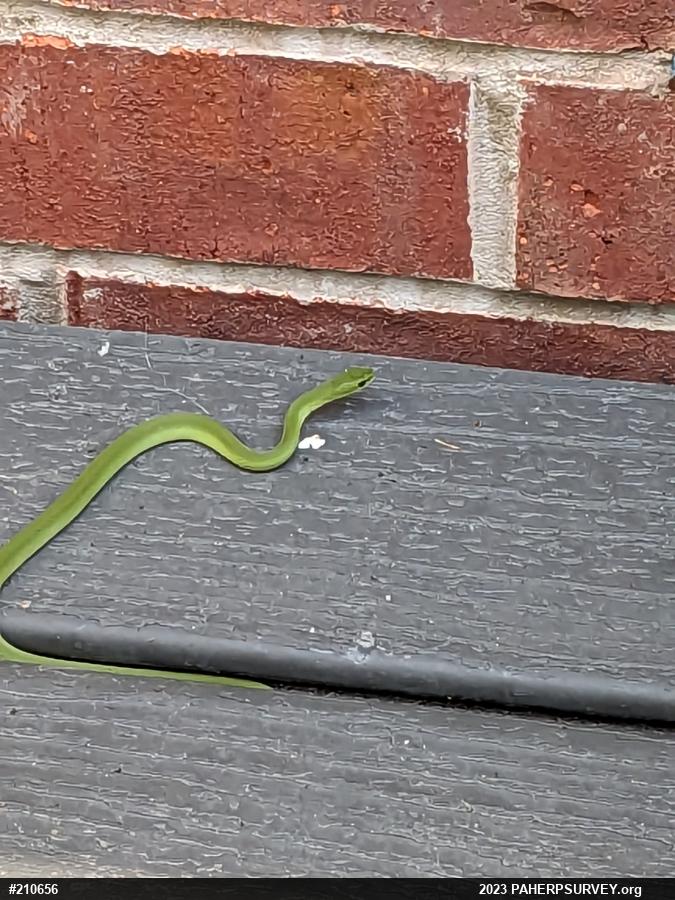 Smooth Greensnake