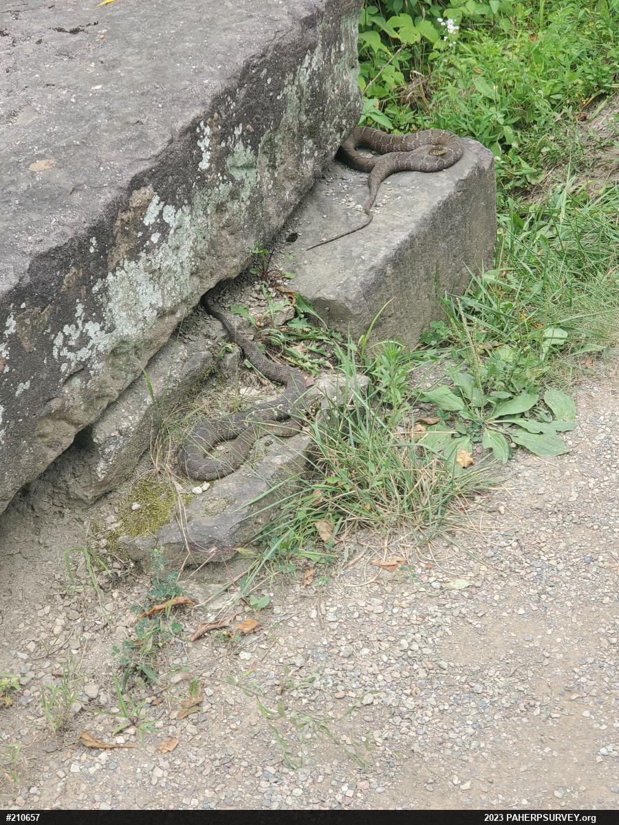Northern Watersnake