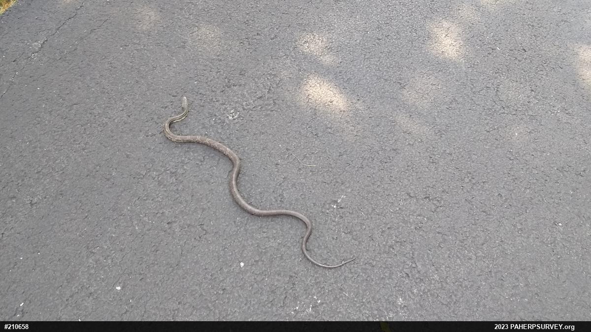 Eastern Ratsnake