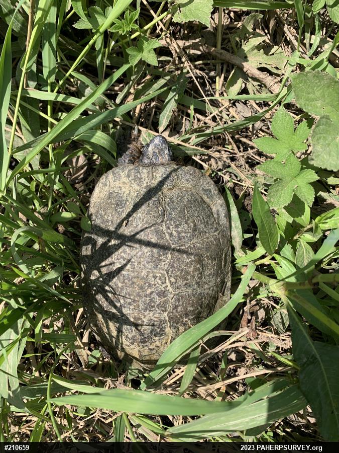 Wood Turtle