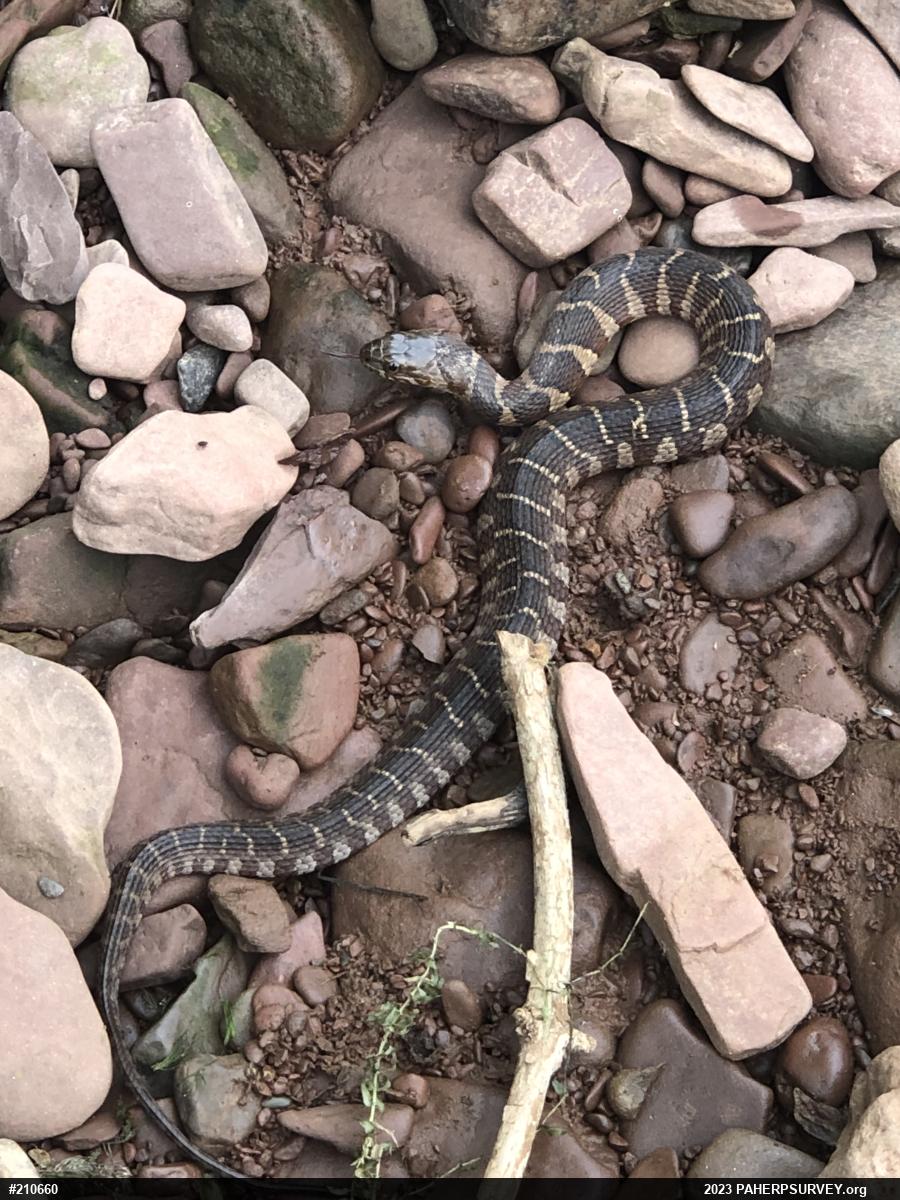 Northern Watersnake