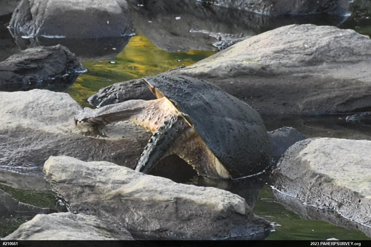 Snapping Turtle