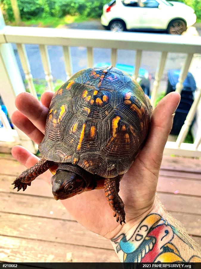 Eastern Box Turtle