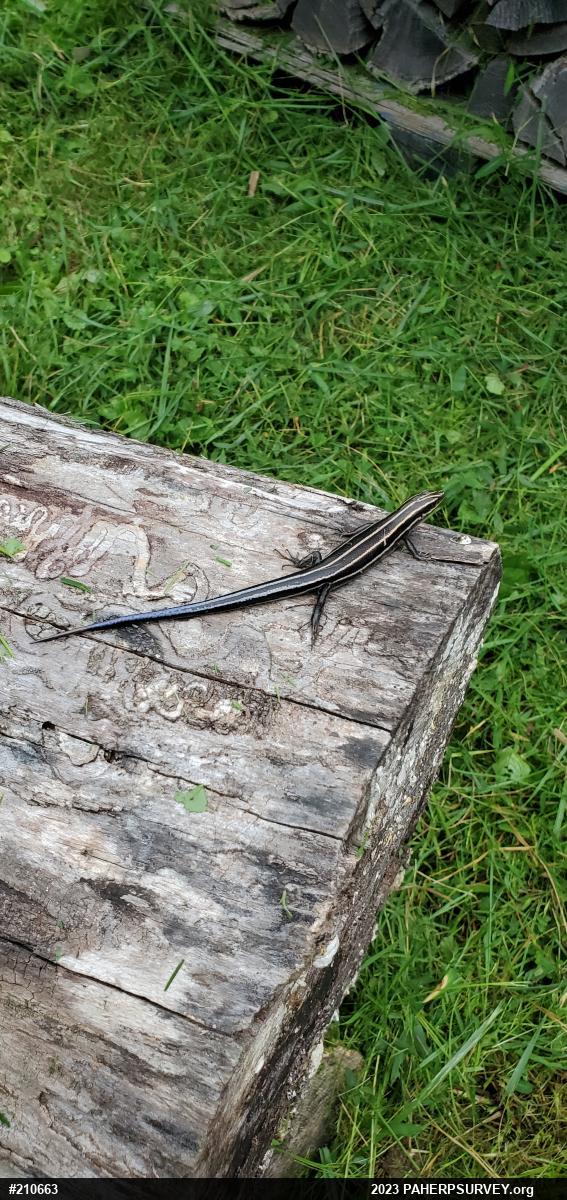 Common Five-lined Skink