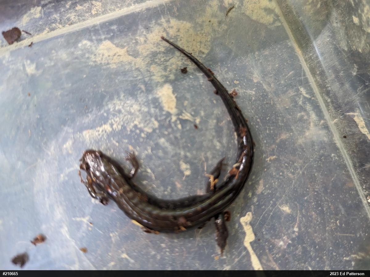 Allegheny Mountain Dusky Salamander