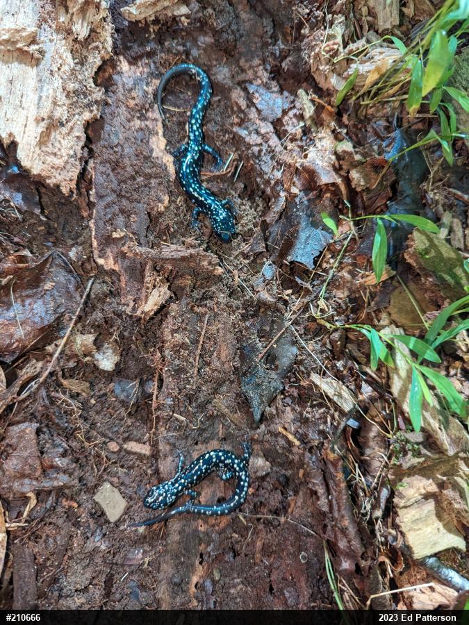 Northern Slimy Salamander