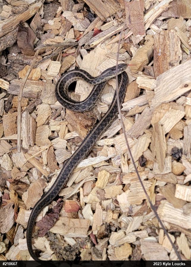 Eastern Gartersnake