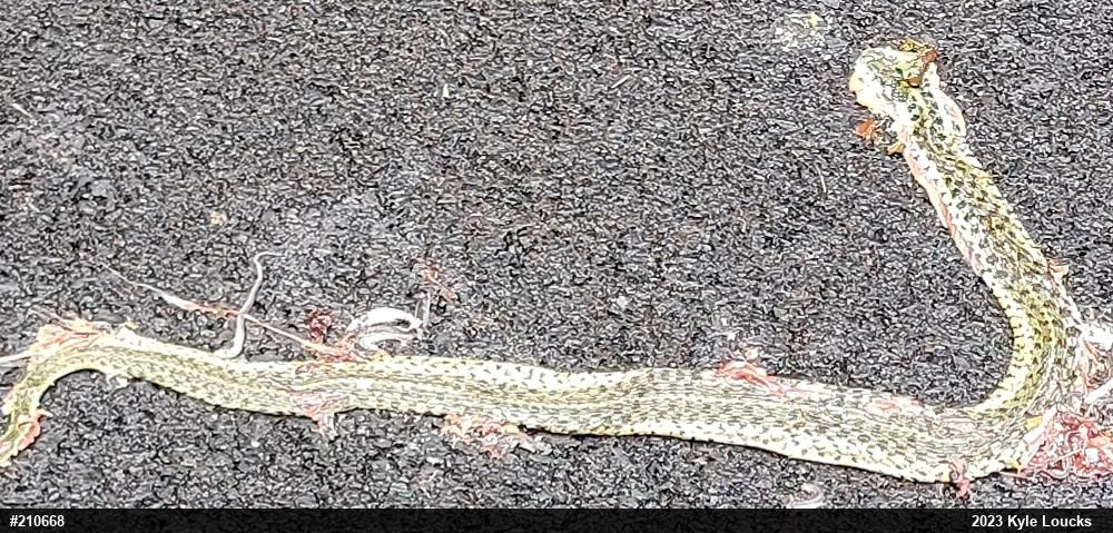 Eastern Gartersnake