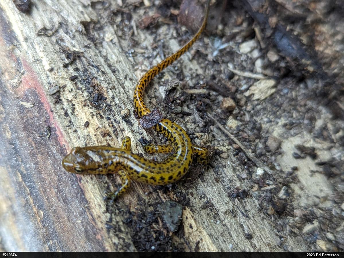 Eastern Long-tailed Salamander
