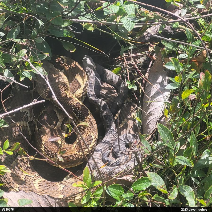 Timber Rattlesnake