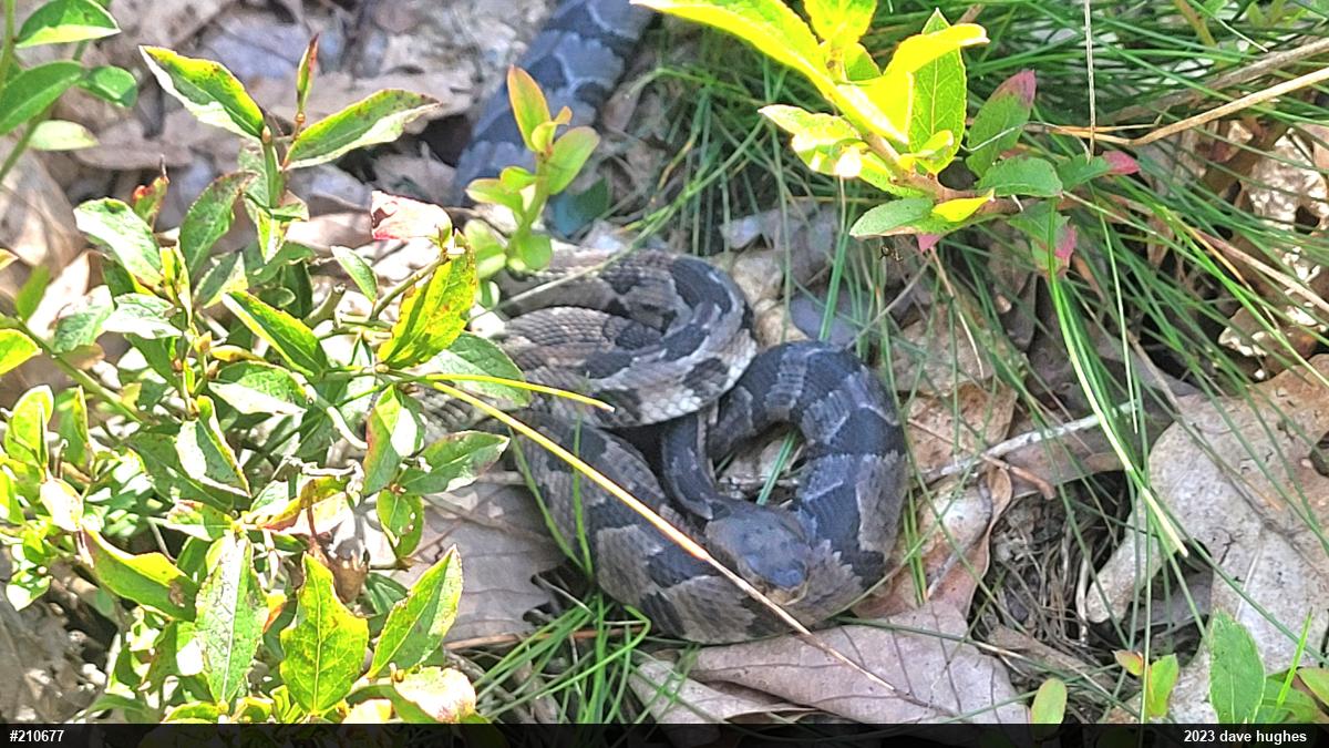 Timber Rattlesnake