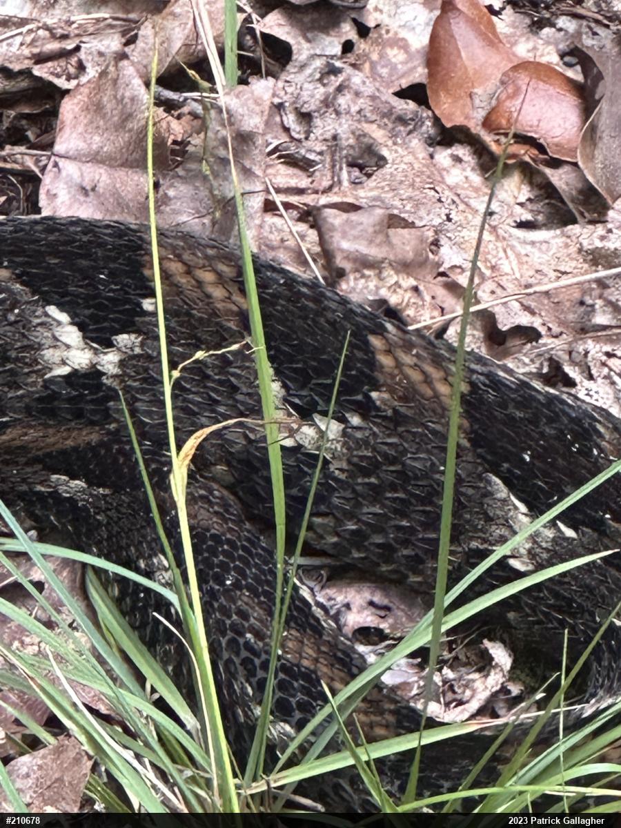 Timber Rattlesnake