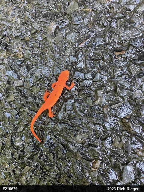 Red-spotted Newt