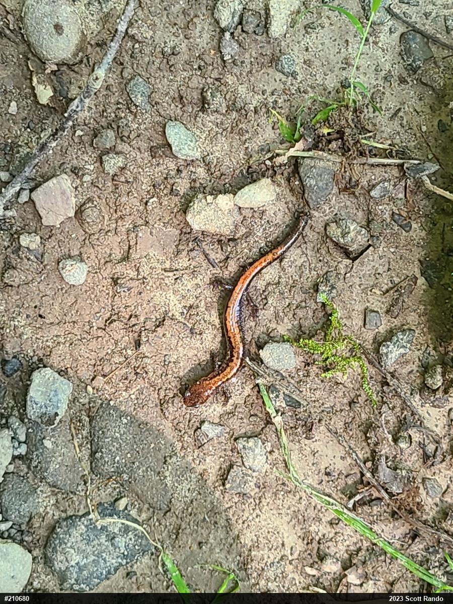Eastern Red-backed  Salamander