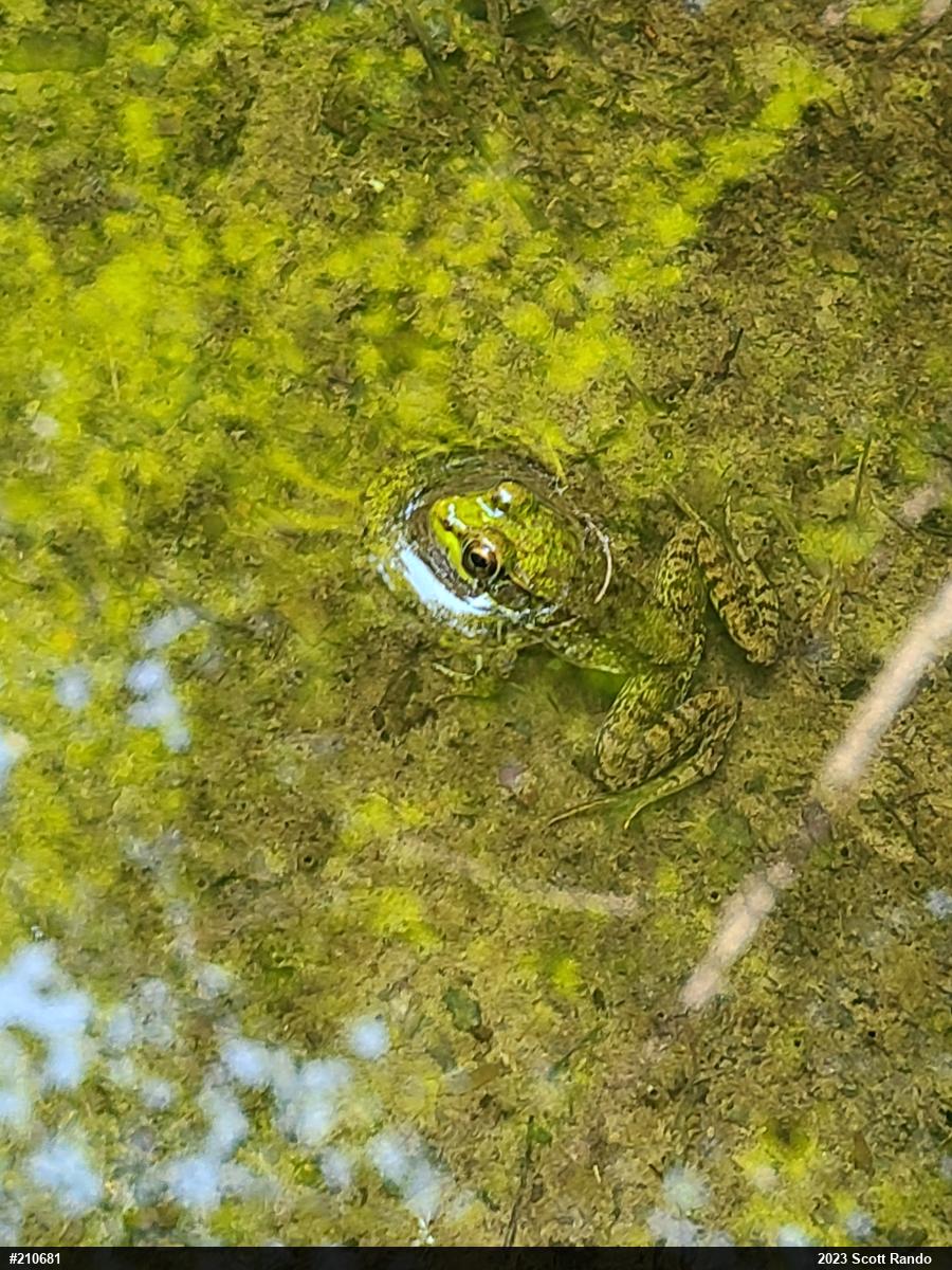 Green Frog