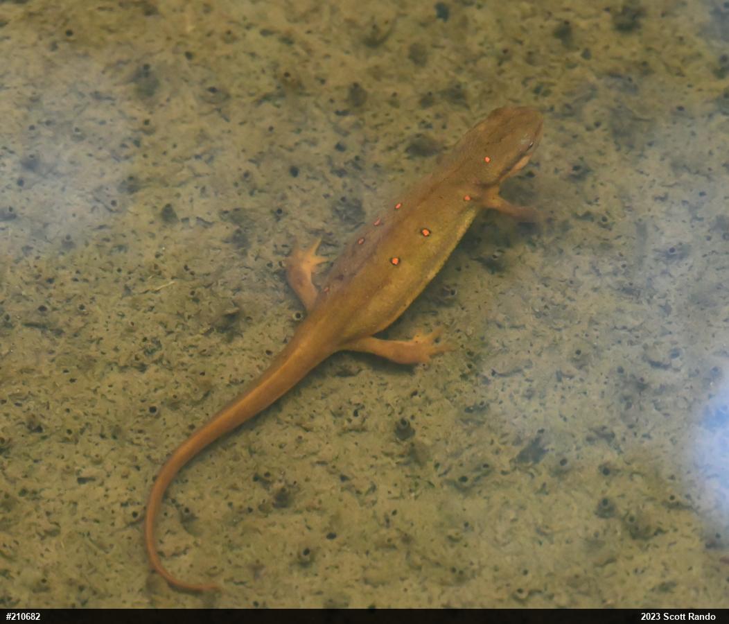 Red-spotted Newt
