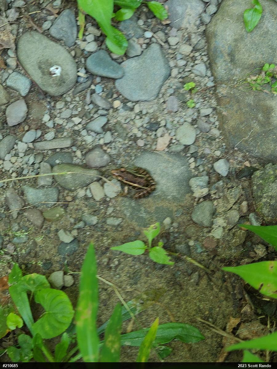 Pickerel Frog
