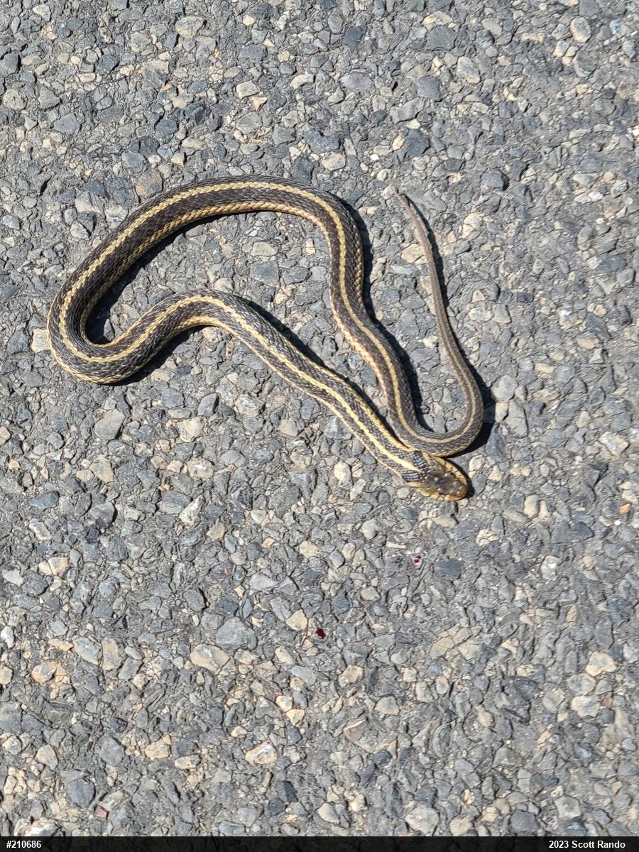 Eastern Gartersnake