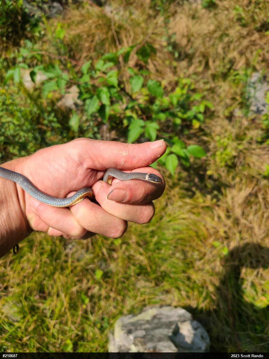 Northern Ring-necked Snake