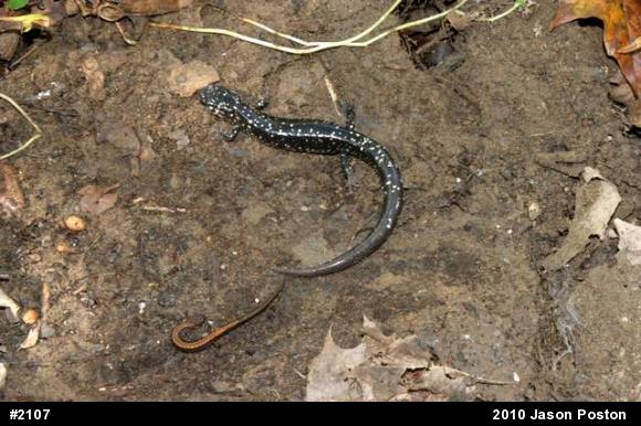 Northern Slimy Salamander