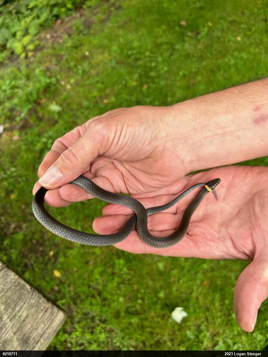 Northern Ring-necked Snake