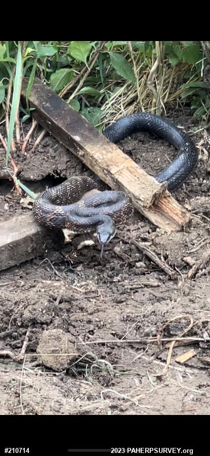 Eastern Ratsnake