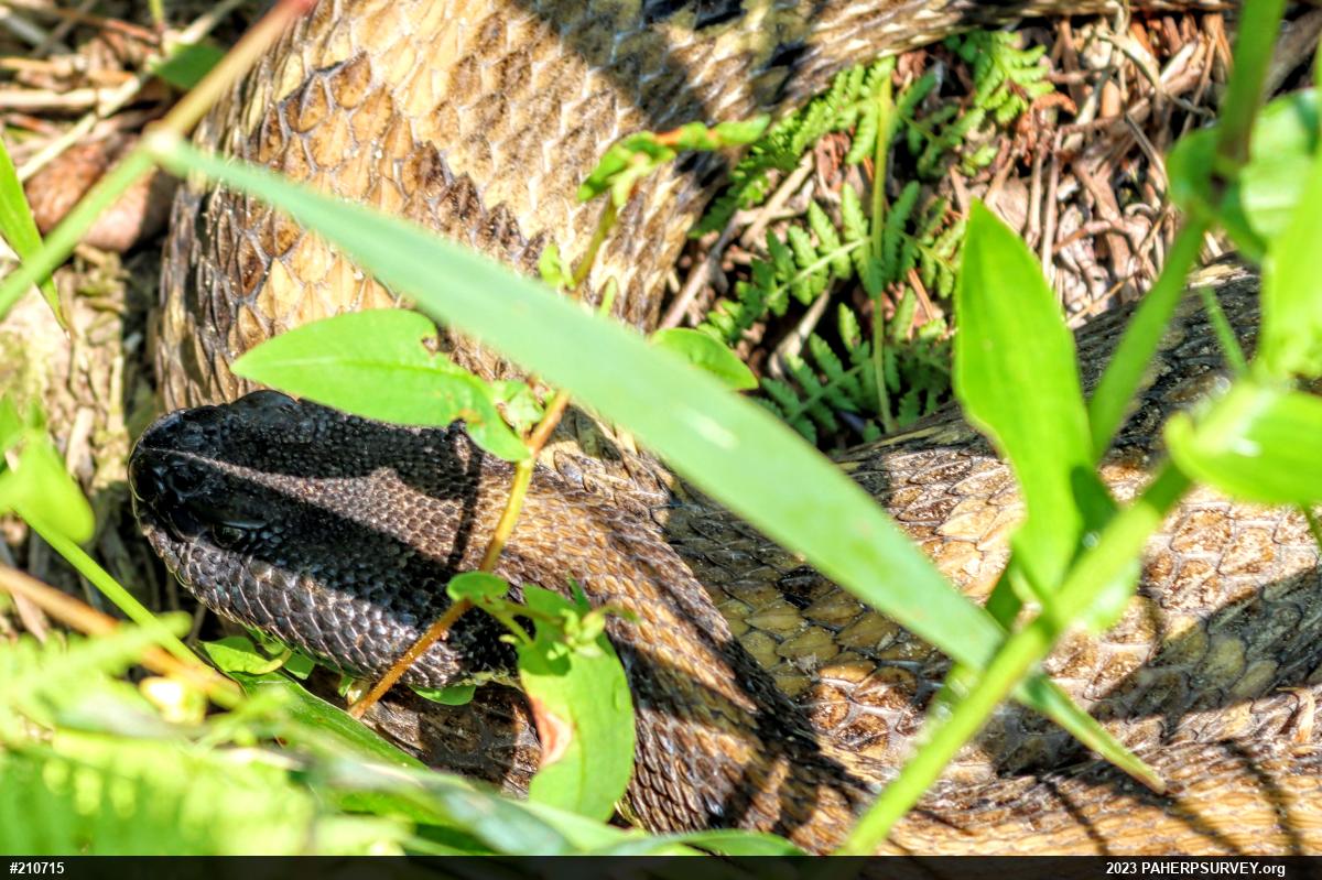 Timber Rattlesnake