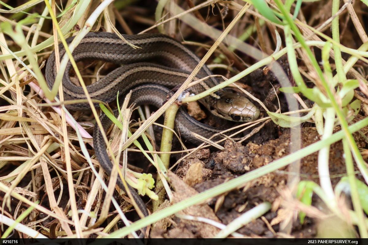 Shorthead Gartersnake