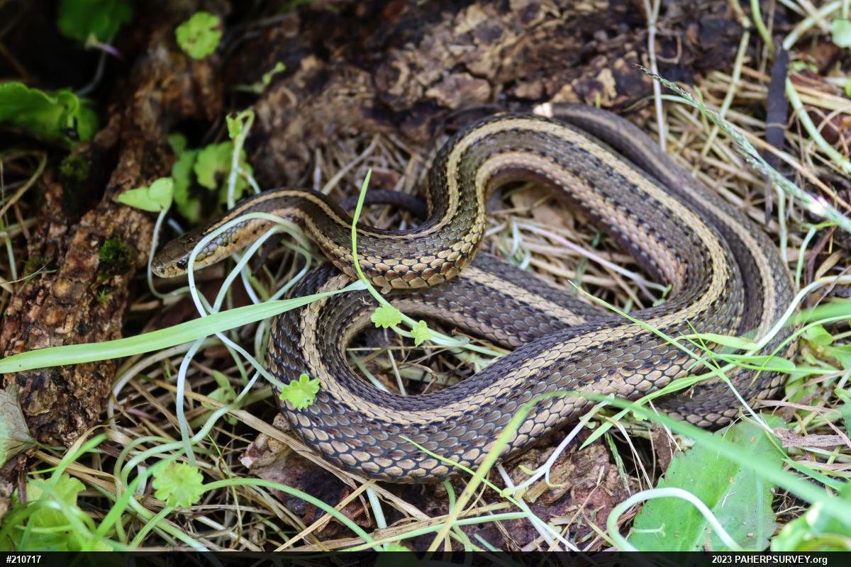 Shorthead Gartersnake