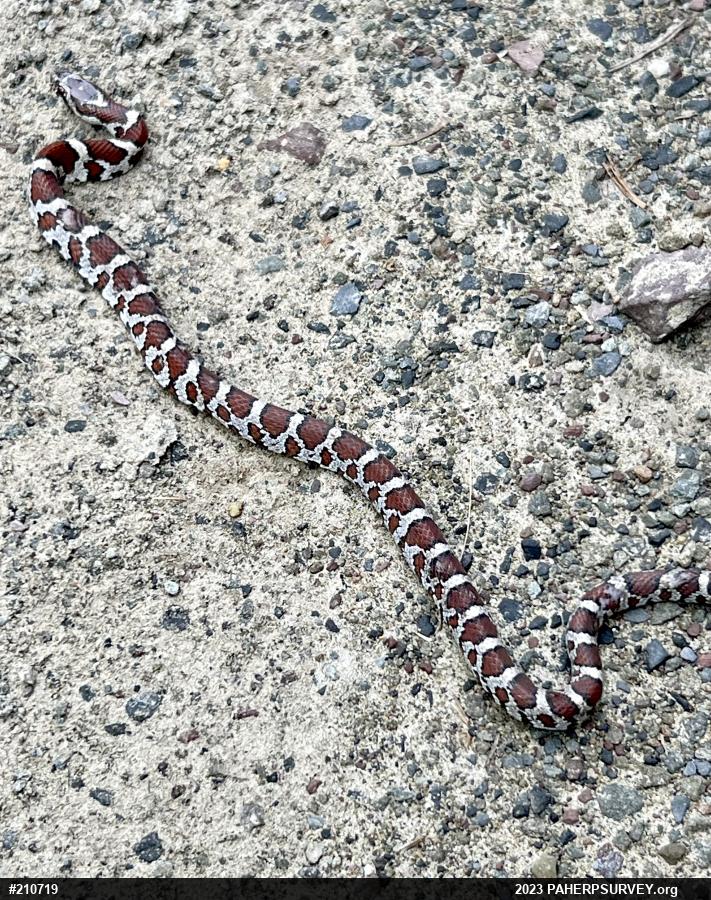 Eastern Milksnake