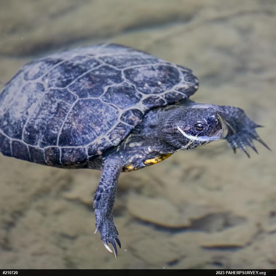 Red-eared Slider