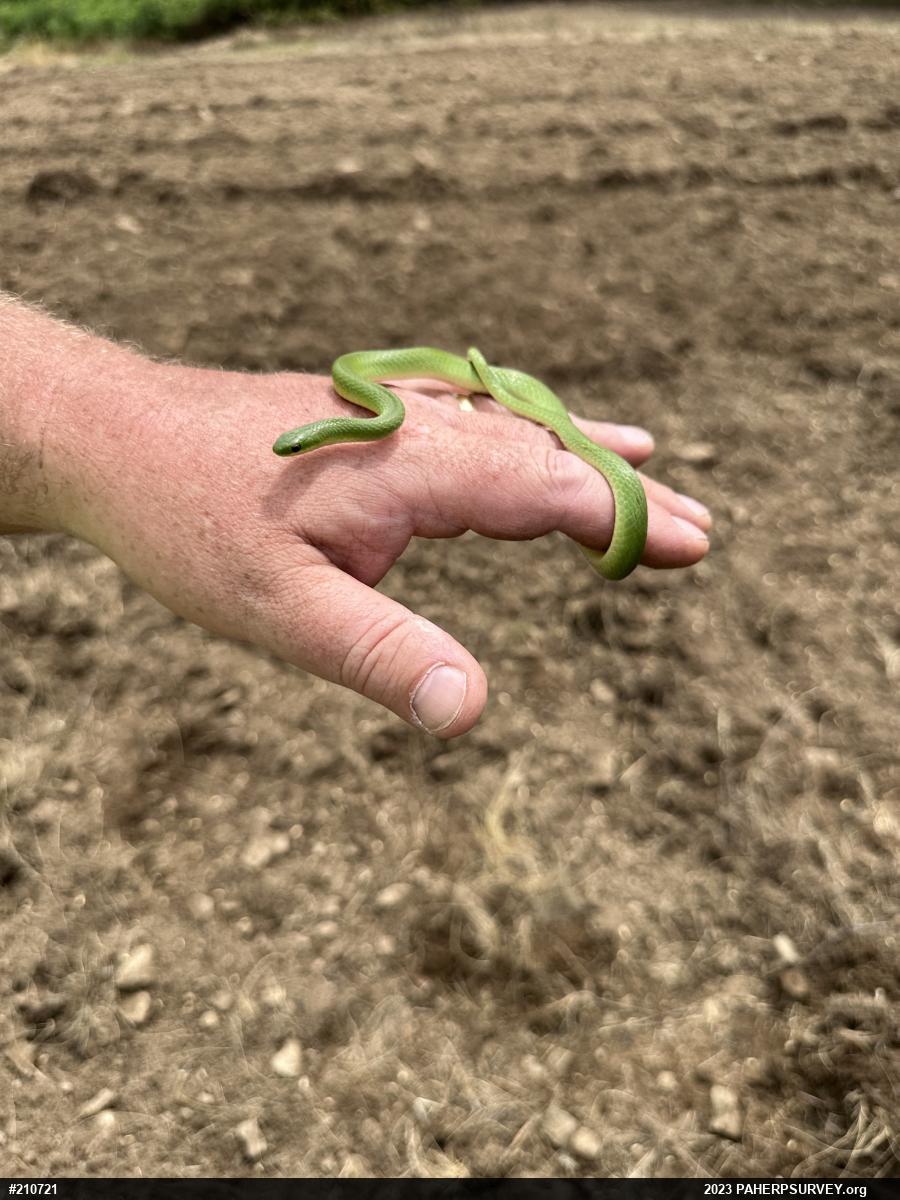 Smooth Greensnake
