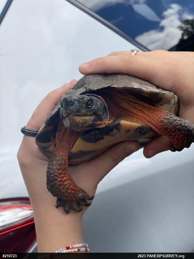 Wood Turtle