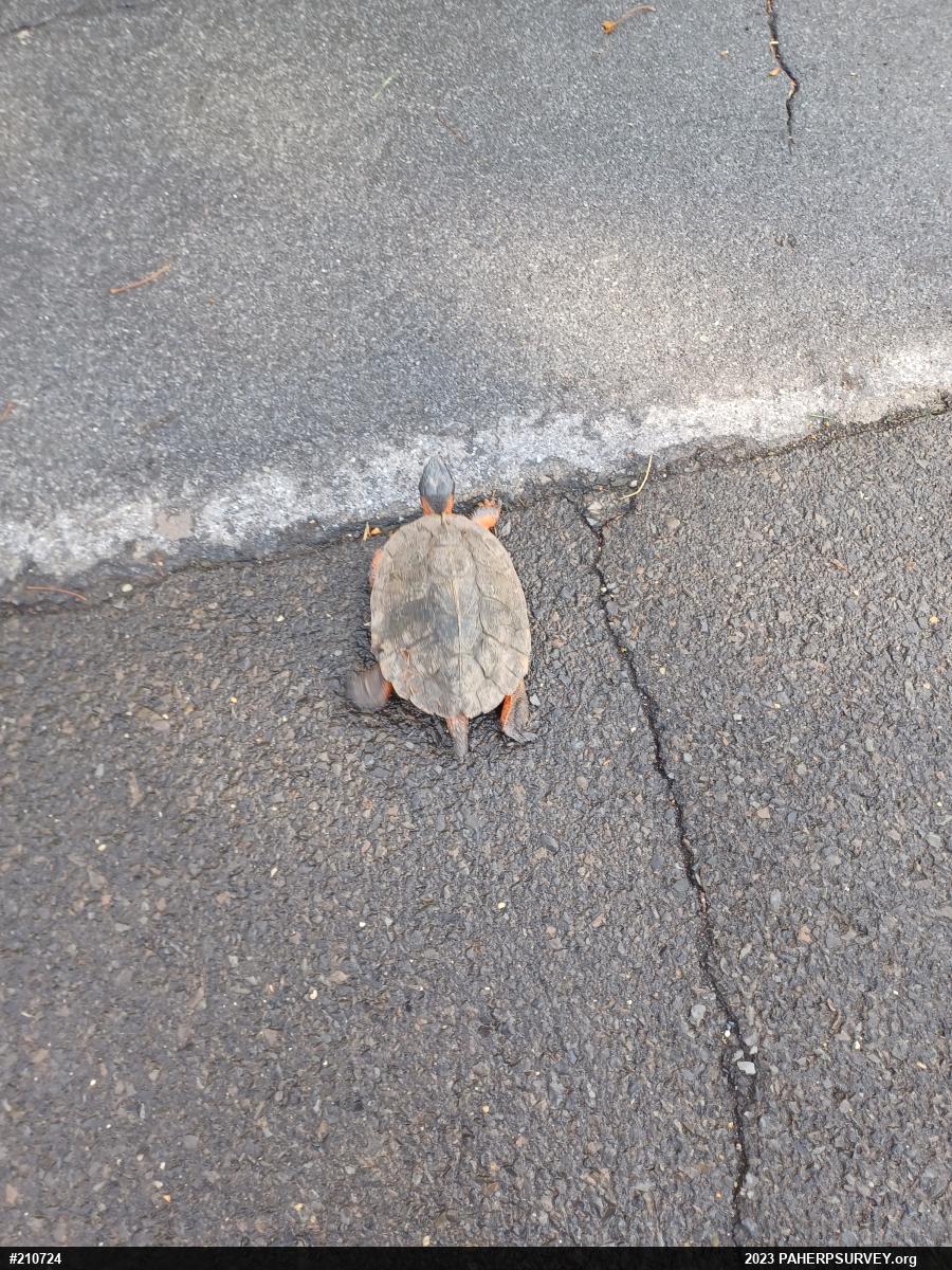 Wood Turtle