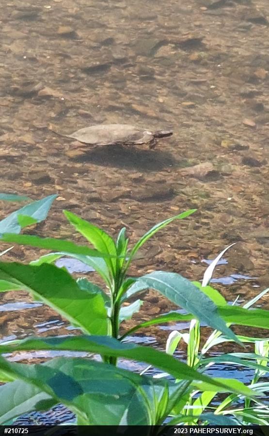 Wood Turtle