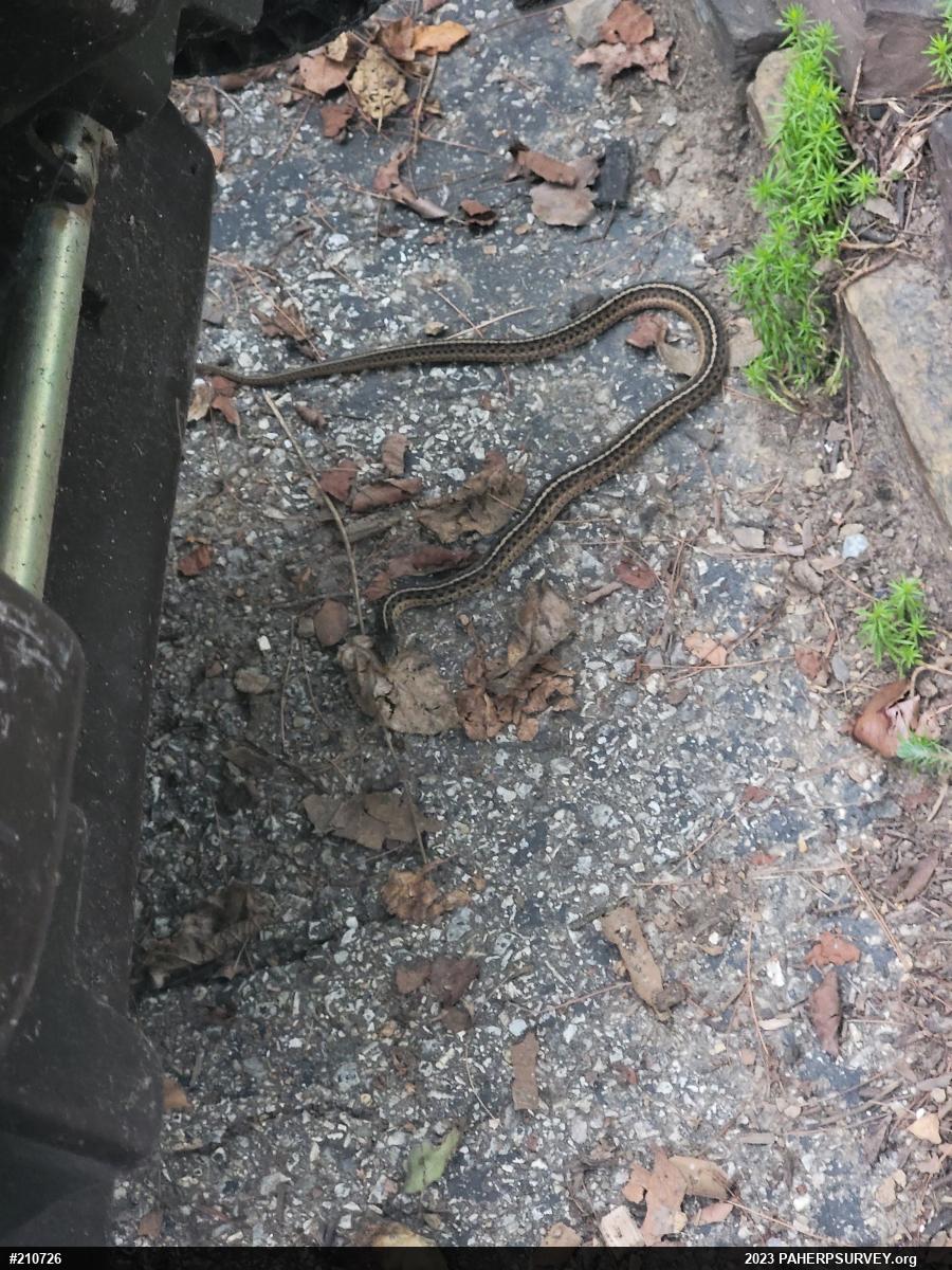 Eastern Gartersnake