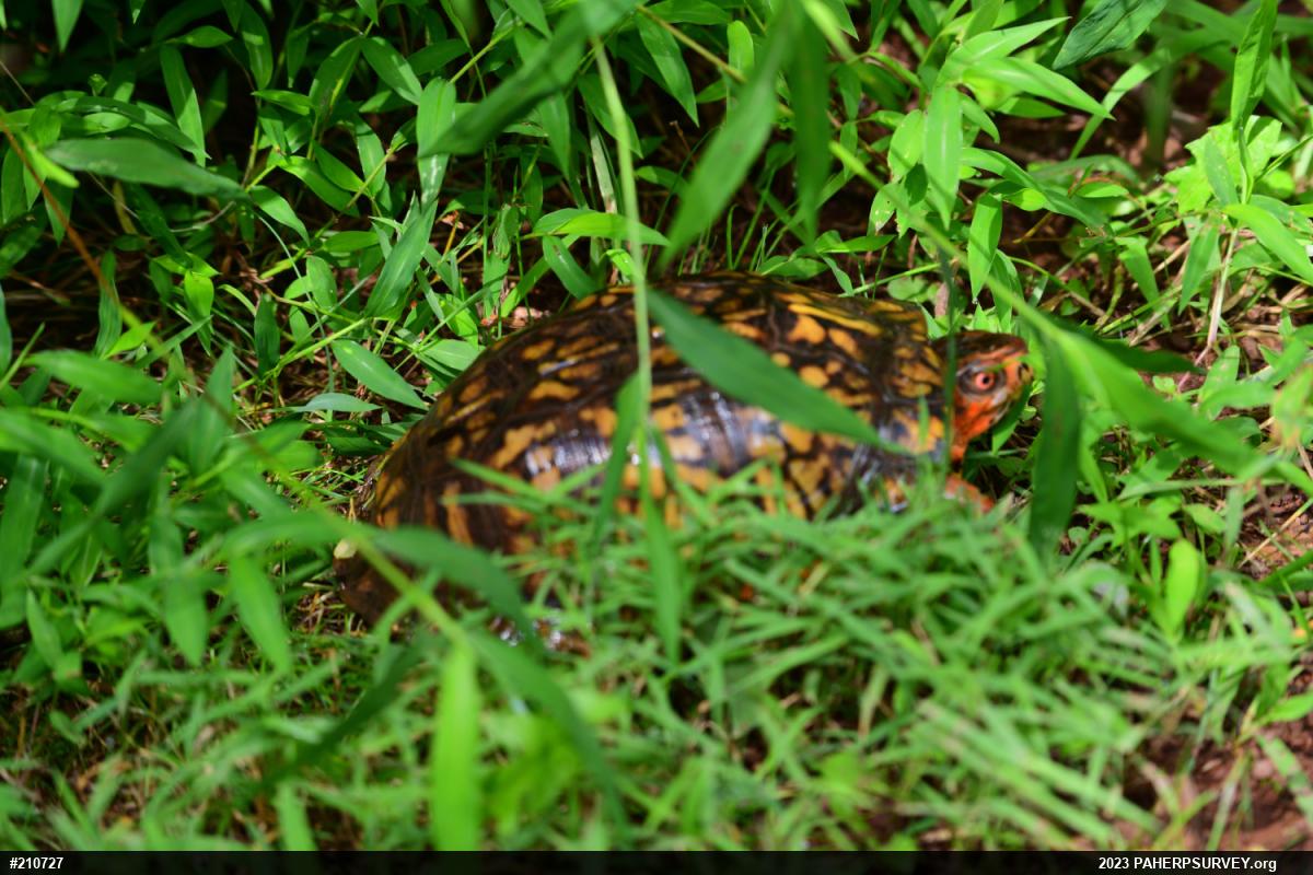 Eastern Box Turtle