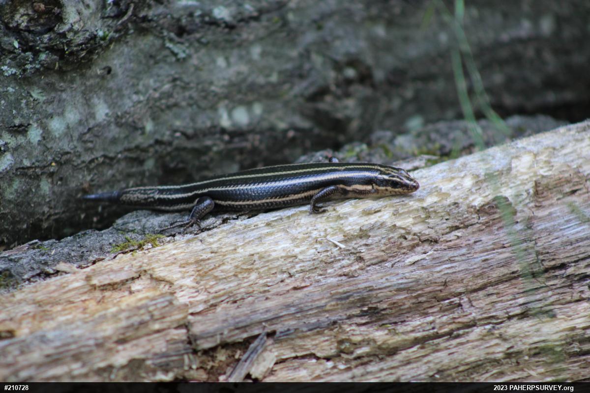 Common Five-lined Skink