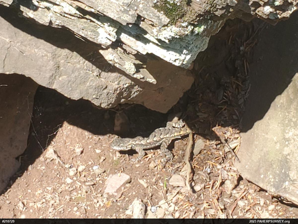 Eastern Fence Lizard