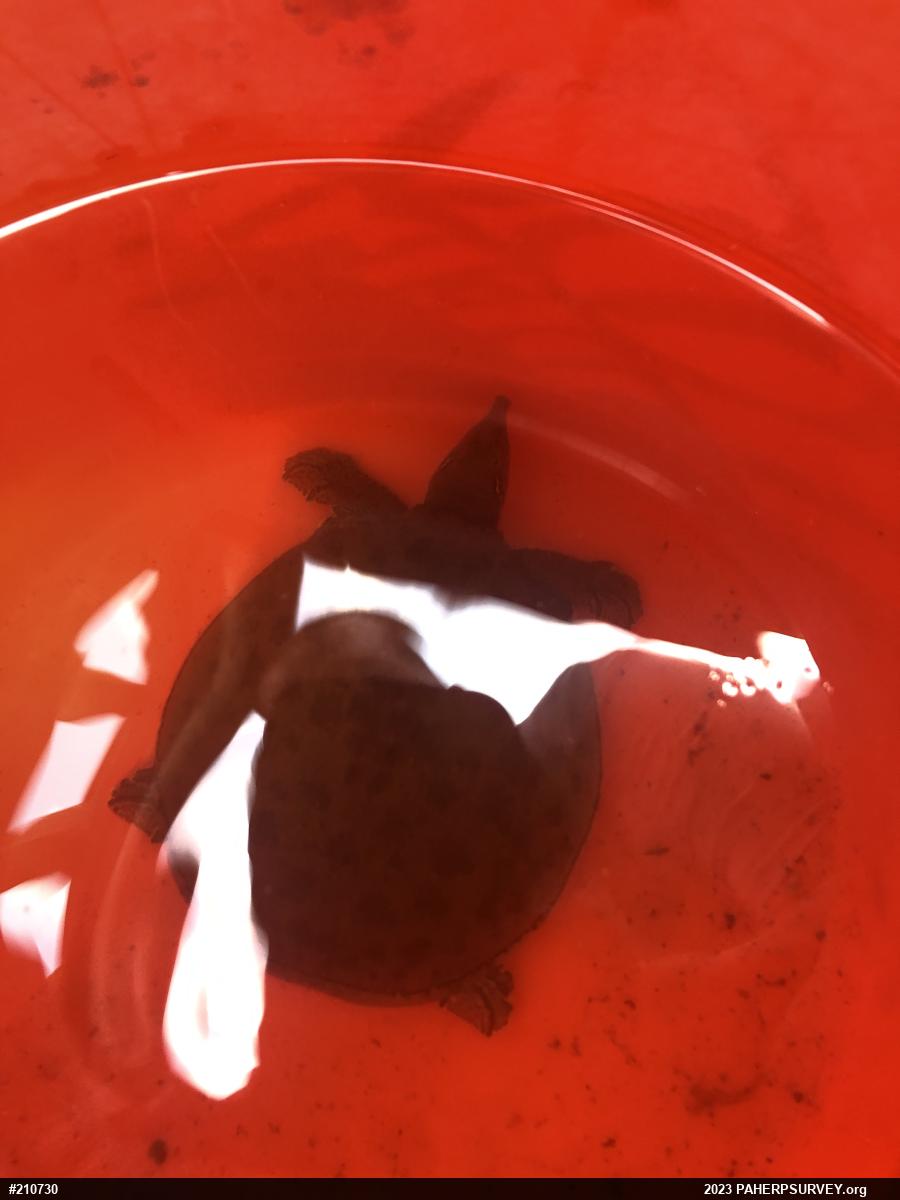 Eastern Spiny Softshell