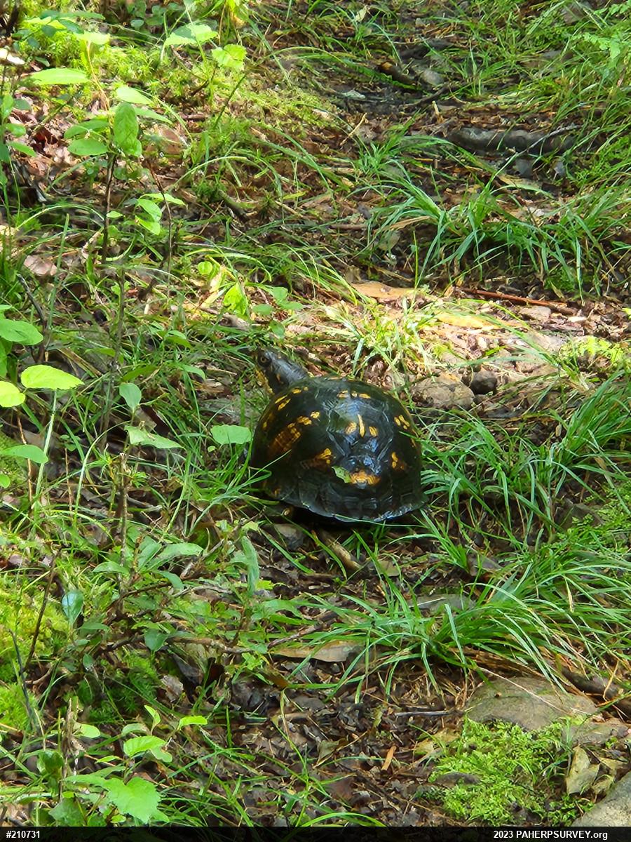 Eastern Box Turtle