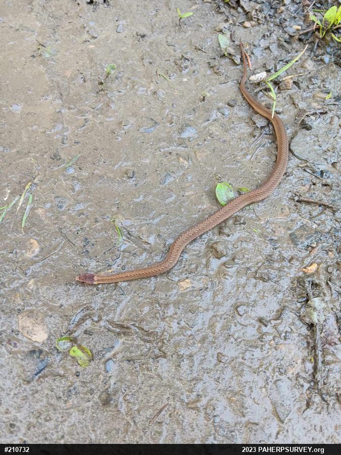 Red-bellied Snake