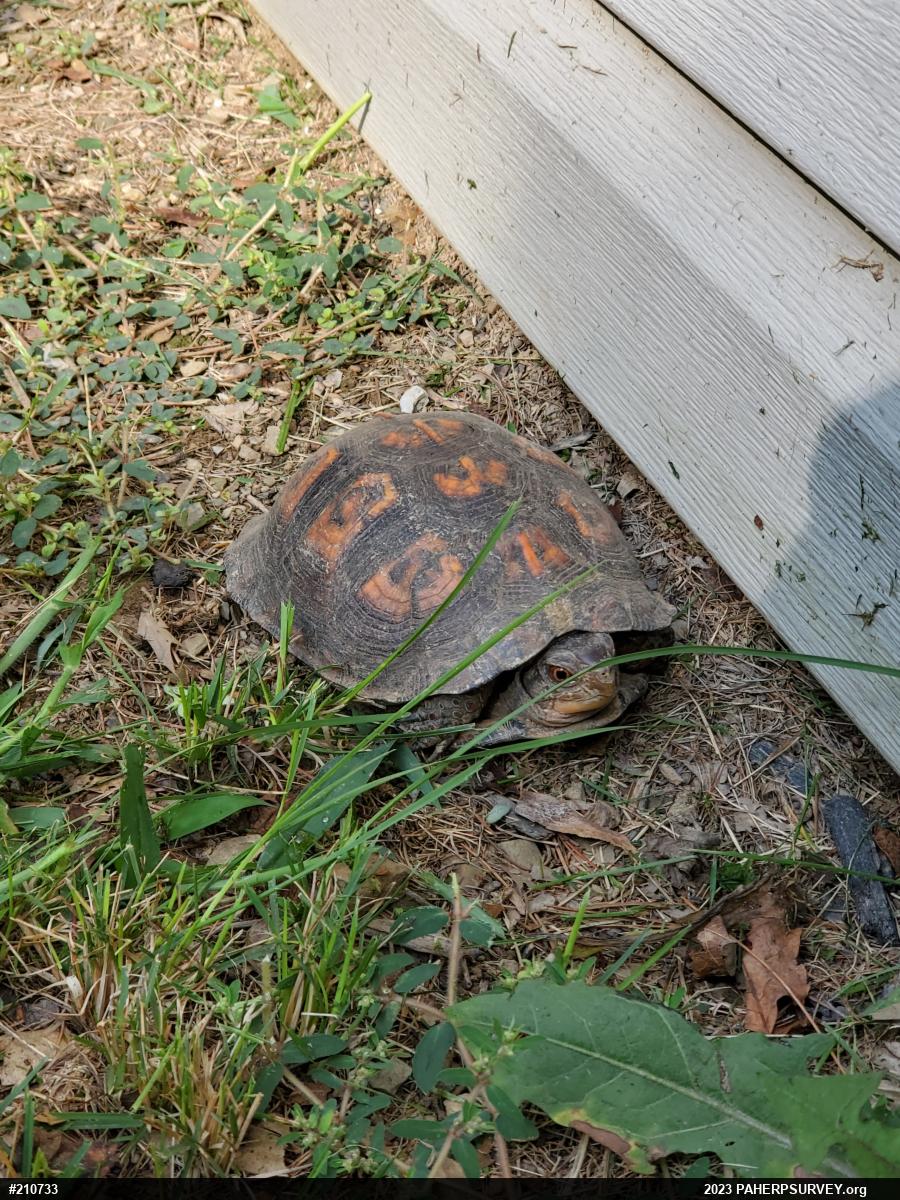 Eastern Box Turtle