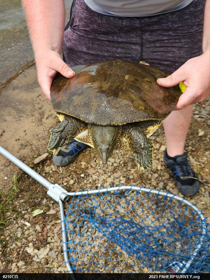Eastern Spiny Softshell