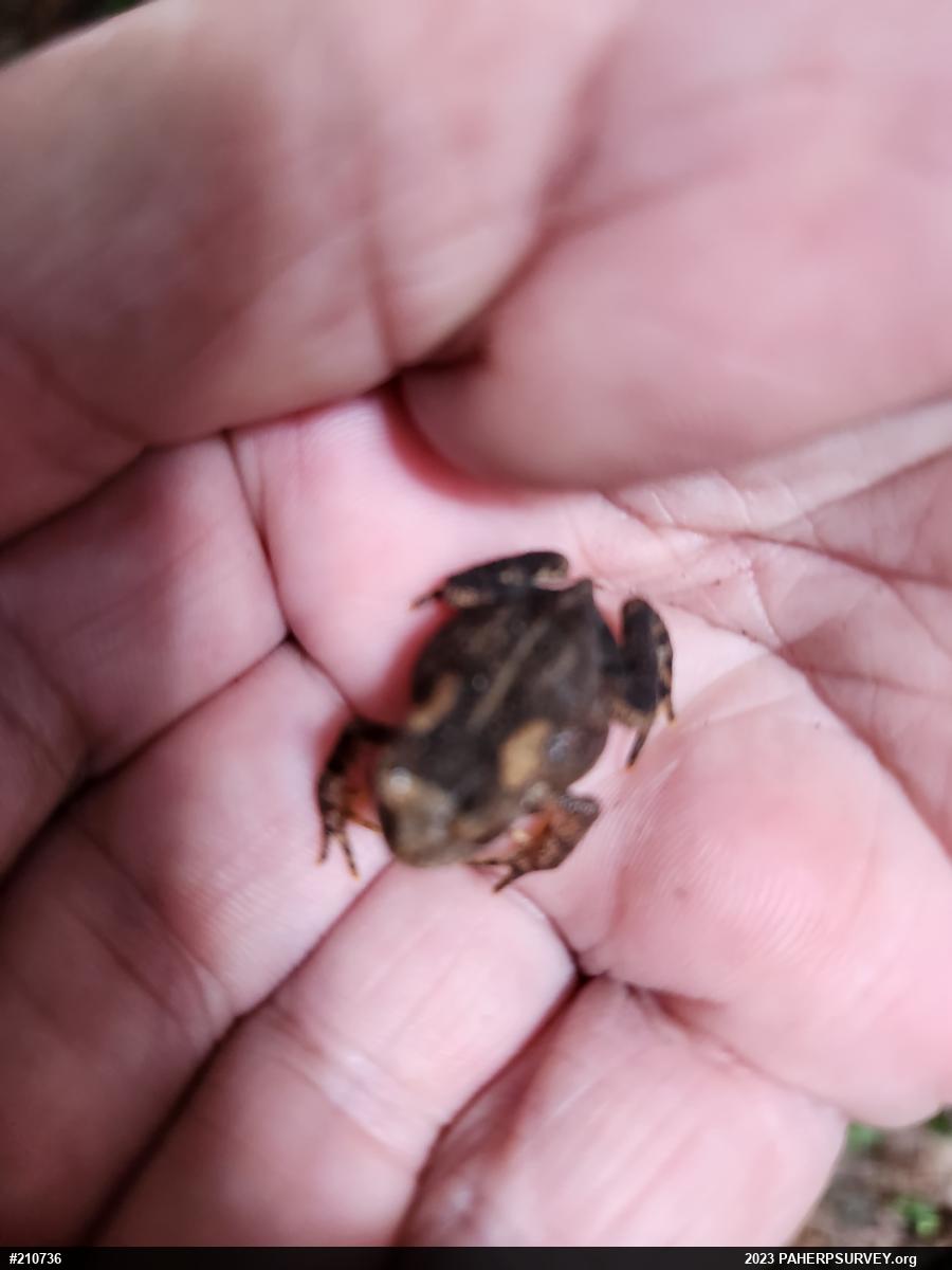 True Toads