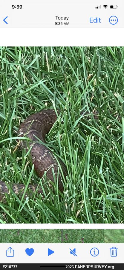 Northern Watersnake