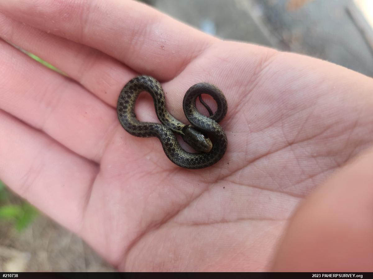 Eastern Gartersnake